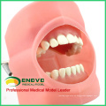 VENDER 12557 Sistema de práctica de simulación oral Phantom Head para escuela dental